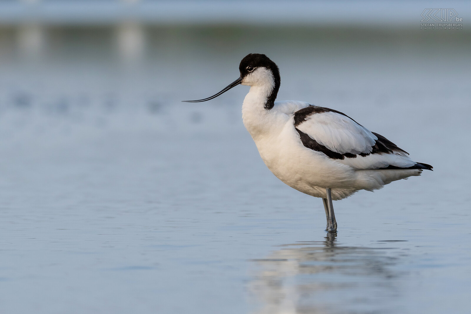 Water birds - Pied avocet Pied avocet / Recurvirostra avosetta Stefan Cruysberghs
